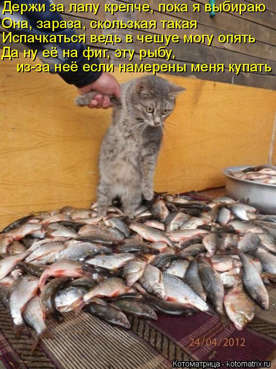 Котоматрица: Держи за лапу крепче, пока я выбираю Она, зараза, скользкая такая Испачкаться ведь в чешуе могу опять Да ну её на фиг, эту рыбу, из-за неё если 