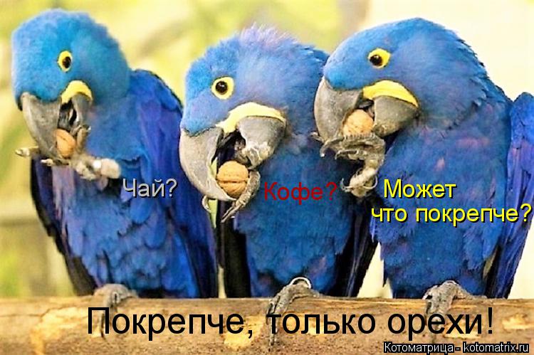 Котоматрица: Может Чай? Кофе? Покрепче, только орехи! что покрепче?