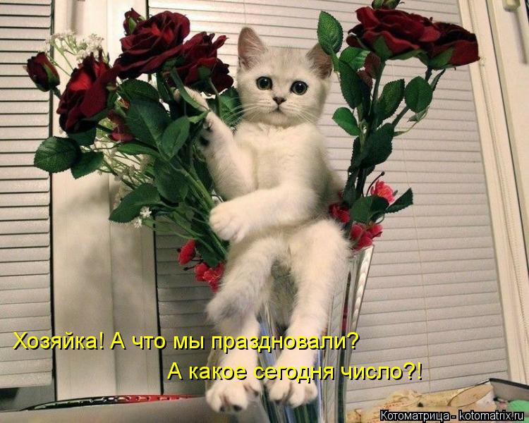 Котоматрица: Хозяйка! А что мы праздновали? А какое сегодня число?!