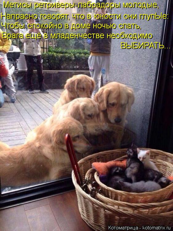 Котоматрица: Метисы ретриверы-лабрадоры молодые,  Напрасно говорят, что в юности они глупЫе: Чтобы спокойно в доме ночью спать, Врага ещё в младенчестве 
