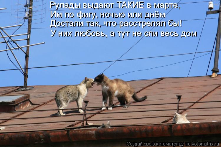 Котоматрица: Рулады выдают ТАКИЕ в марте, Достали так, что расстрелял бы! У них любовь, а тут не спи весь дом Им по фигу, ночью или днём