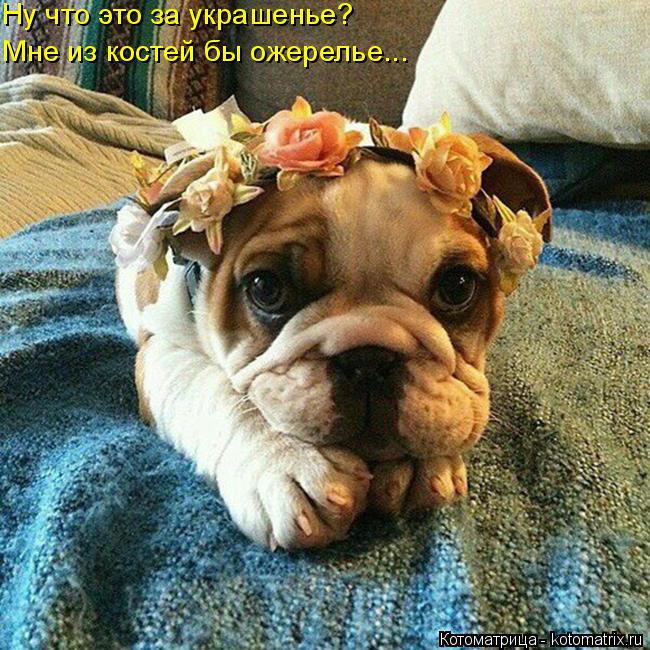 Котоматрица: Ну что это за украшенье? Мне из костей бы ожерелье...