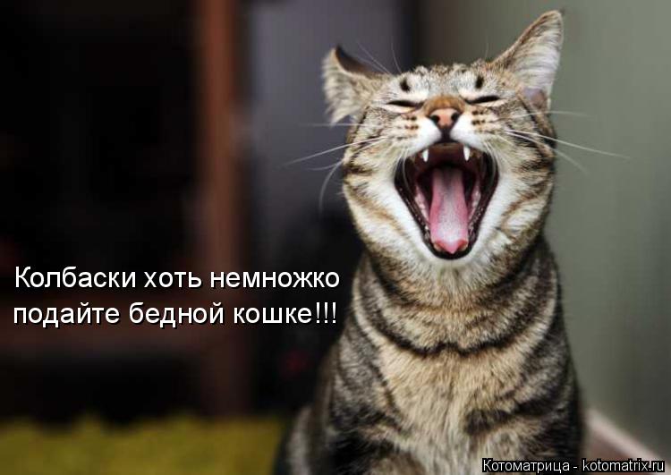 Котоматрица: Колбаски хоть немножко подайте бедной кошке!!!