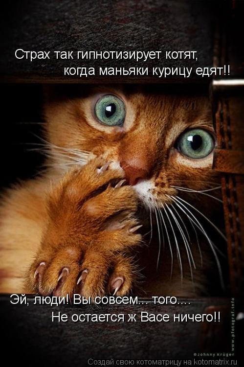 Котоматрица: Страх так гипнотизирует котят, когда маньяки курицу едят!! Эй, люди! Вы совсем... того.... Не остается ж Васе ничего!!