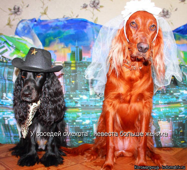 Котоматрица: У соседей смехота : невеста больше жениха