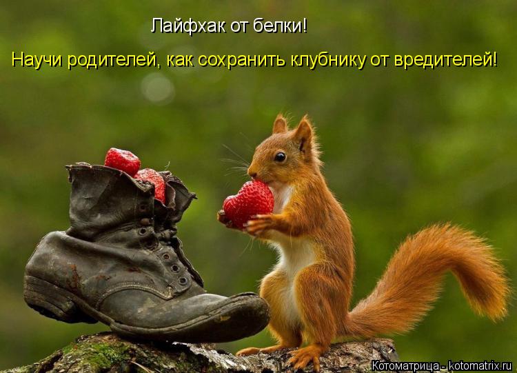 Лайфхак от белки! Научи родителей, как сохранить клубнику от вредителей!... Котоматрица: Лайфхак от белки! Научи родителей, как сохранить клубнику от вредителей!