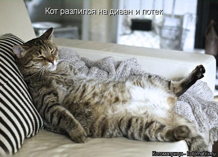Котоматрица: Кот разлился на диван и потек