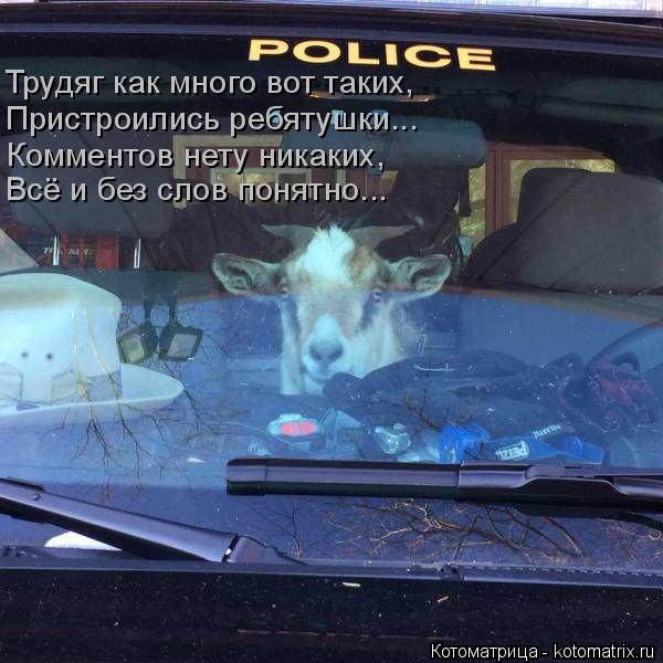 Котоматрица: Трудяг как много вот таких, Пристроились ребятушки...  Комментов нету никаких, Всё и без слов понятно...