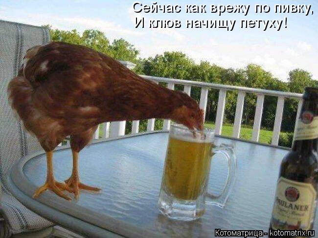 Котоматрица: Сейчас как врежу по пивку, И клюв начищу петуху!
