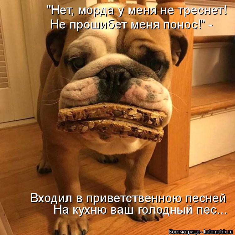 Котоматрица: "Нет, морда у меня не треснет! Входил в приветственною песней  На кухню ваш голодный пес... Не прошибет меня понос!" -