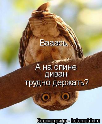 Котоматрица: трудно держать? диван А на спине Вааась...