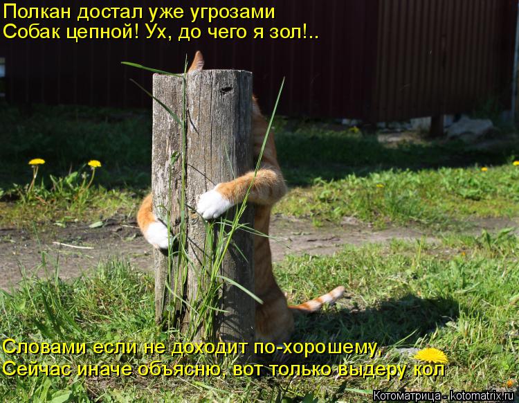 Котоматрица: Полкан достал уже угрозами Собак цепной! Ух, до чего я зол!.. Сейчас иначе объясню, вот только выдеру кол Словами если не доходит по-хорошему,
