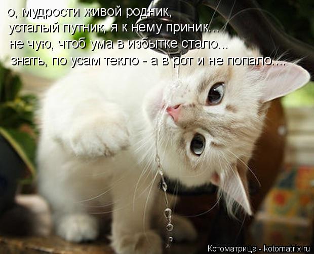 Котоматрица: о, мудрости живой родник, усталый путник, я к нему приник... не чую, чтоб ума в избытке стало... знать, по усам текло - а в рот и не попало....
