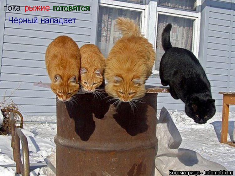 Котоматрица: пока рыжие готовятся Чёрный нападает