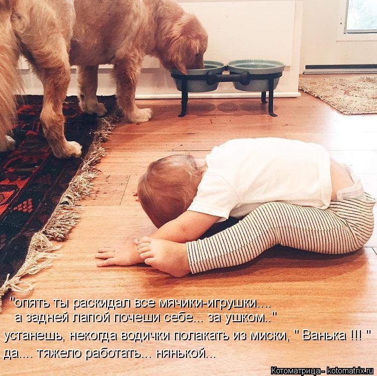 Котоматрица: "опять ты раскидал все мячики-игрушки.... а задней лапой почеши себе... за ушком.." устанешь, некогда водички полакать из миски, " Ванька !!! " да....