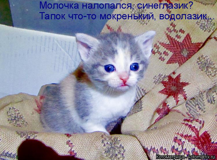 Котоматрица: Молочка налопался, синеглазик? Тапок что-то мокренький, водолазик...