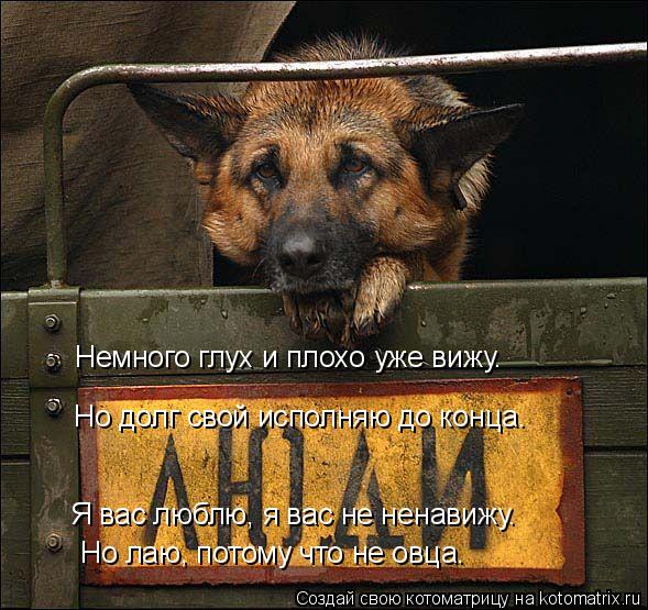 Котоматрица: Немного глух и плохо уже вижу. Но долг свой исполняю до конца. Я вас люблю, я вас не ненавижу. Но лаю, потому что не овца.