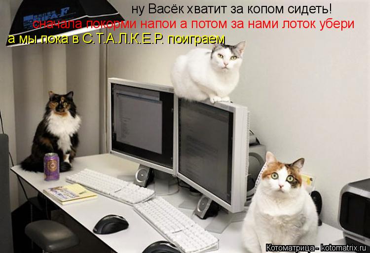 Котоматрица: ну Васёк хватит за копом сидеть! сначала покорми напои а потом за нами лоток убери а мы пока в С.Т.А.Л.К.Е.Р. поиграем