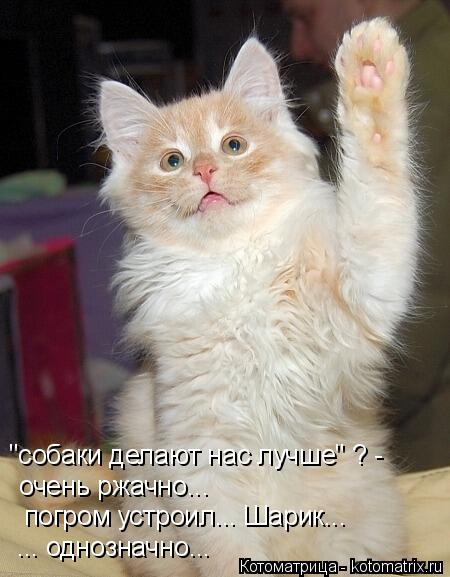Котоматрица: "собаки делают нас лучше" ? - очень ржачно... погром устроил... Шарик... ... однозначно...