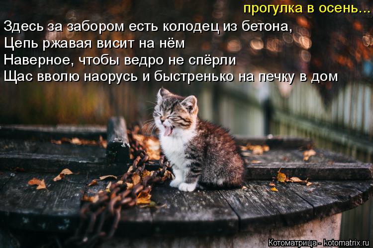 Котоматрица: прогулка в осень... Здесь за забором есть колодец из бетона, Цепь ржавая висит на нём Наверное, чтобы ведро не спёрли Щас вволю наорусь и быст