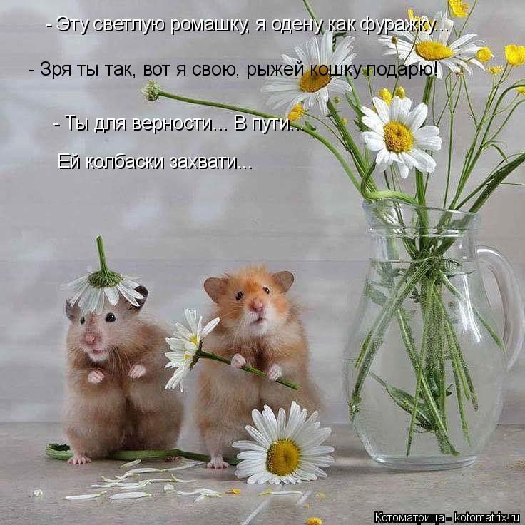 Котоматрица: - Эту светлую ромашку, я одену как фуражку... - Зря ты так, вот я свою, рыжей кошку подарю! - Ты для верности... В пути... Ей колбаски захвати...