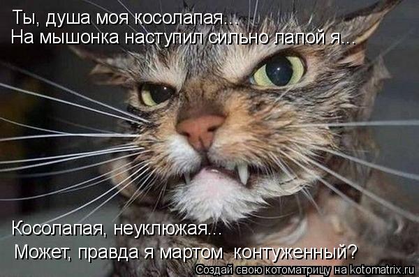 Котоматрица: Косолапая, неуклюжая... Ты, душа моя косолапая... Может, правда я мартом  контуженный? На мышонка наступил сильно лапой я...