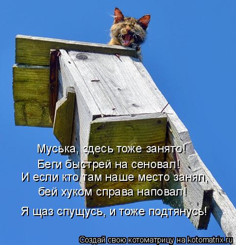 Котоматрица: Муська, здесь тоже занято! Беги быстрей на сеновал! И если кто там наше место занял,  бей хуком справа наповал! Я щаз спущусь, и тоже подтянусь