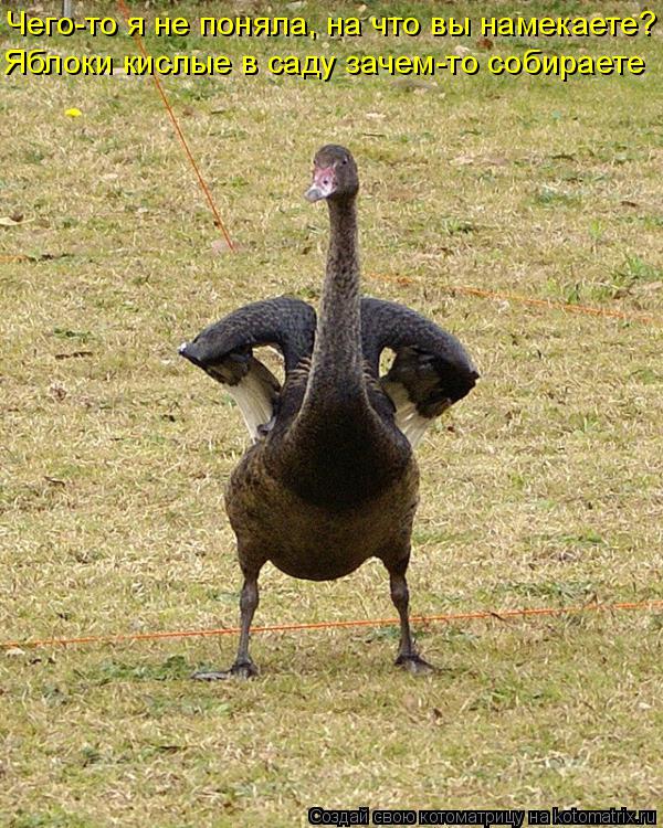 Котоматрица: Чего-то я не поняла, на что вы намекаете? Яблоки кислые в саду зачем-то собираете