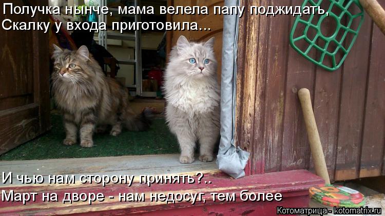Котоматрица: Получка нынче, мама велела папу поджидать, Скалку у входа приготовила... И чью нам сторону принять?.. Март на дворе - нам недосуг, тем более