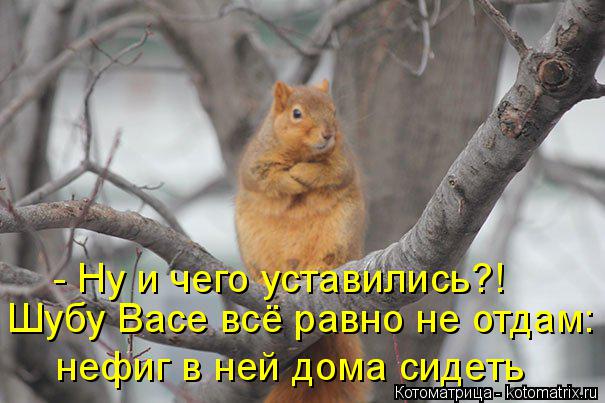 Котоматрица: - Ну и чего уставились?! Шубу Васе всё равно не отдам: нефиг в ней дома сидеть