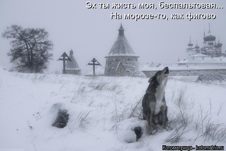 Котоматрица: Эх ты жисть моя, беспальтовая... На морозе-то, как фигово