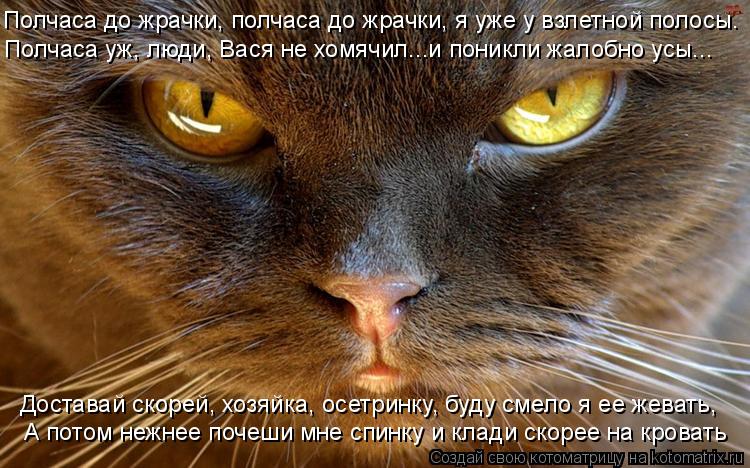 Котоматрица: Полчаса до жрачки, полчаса до жрачки, я уже у взлетной полосы. Полчаса уж, люди, Вася не хомячил...и поникли жалобно усы... А потом нежнее почеш