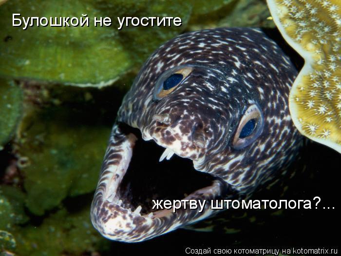 Котоматрица: Булошкой не угостите  жертву штоматолога?...