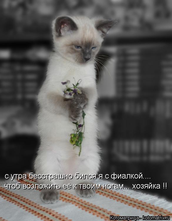 Котоматрица: с утра бесстрашно бился я с фиалкой.... чтоб возложить её к твоим ногам... хозяйка !!