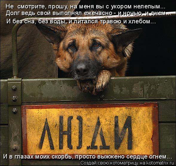 Котоматрица: Не  смотрите, прошу, на меня вы с укором нелепым... И в глазах моих скорбь, просто выжжено сердце огнем... Долг ведь свой выполнял ежечасно - и н