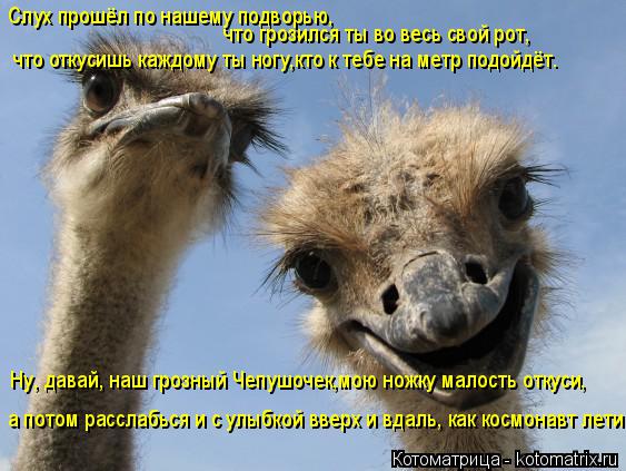Котоматрица: Слух прошёл по нашему подворью, что грозился ты во весь свой рот, что откусишь каждому ты ногу,кто к тебе на метр подойдёт. Ну, давай, наш гроз