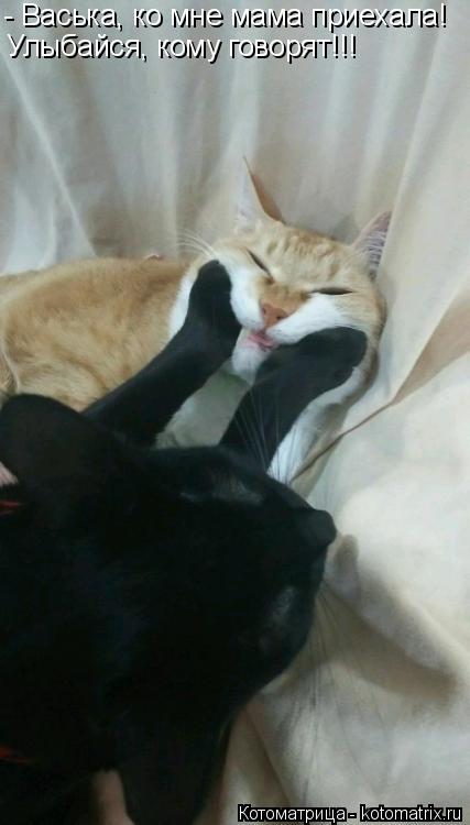 - Васька, ко мне мама приехала! Улыбайся, кому говорят!!!... Котоматрица: - Васька, ко мне мама приехала! Улыбайся, кому говорят!!!
