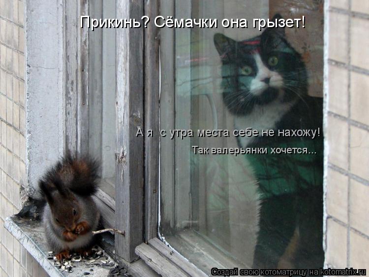 Котоматрица: Прикинь? Сёмачки она грызет! Так валерьянки хочется... А я  с утра места себе не нахожу!