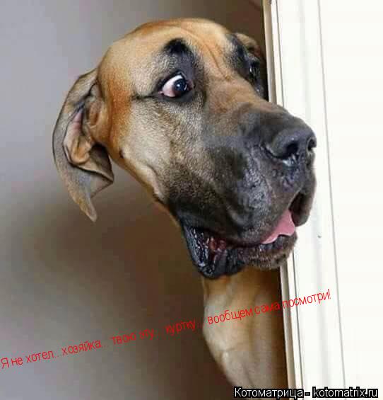 Котоматрица: Я не хотел...хозяйка... твою эту... куртку... вообщем сама посмотри!