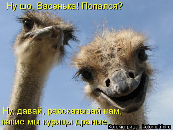 Котоматрица: Ну шо, Васенька! Попался? Ну, давай, рассказывай нам,  какие мы курицы драные...