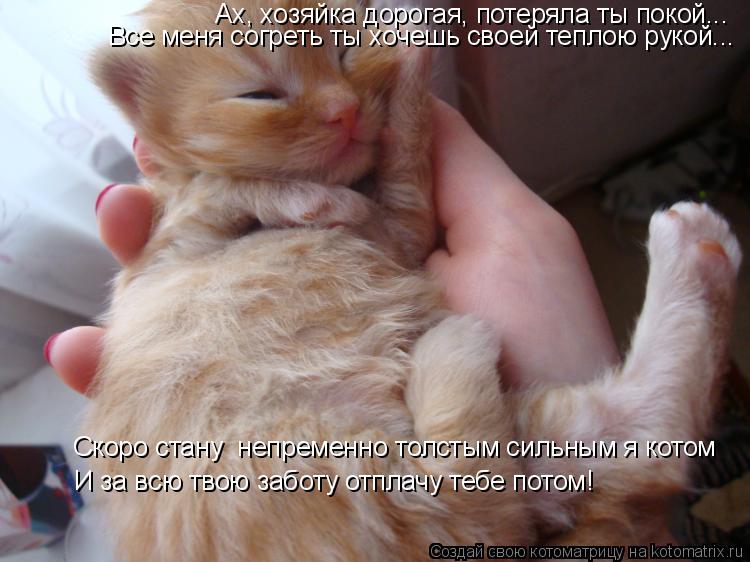 Котоматрица: Ах, хозяйка дорогая, потеряла ты покой... Все меня согреть ты хочешь своей теплою рукой... Скоро стану  непременно толстым сильным я котом  И з