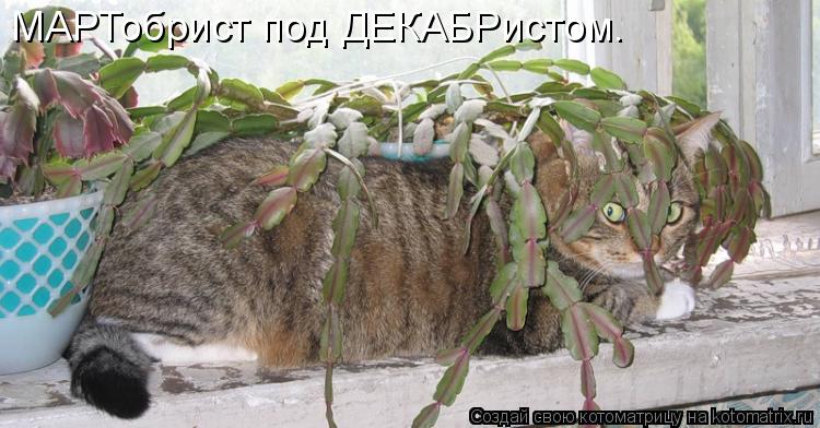 МАРТобрист под ДЕКАБРистом.... Котоматрица: МАРТобрист под ДЕКАБРистом.