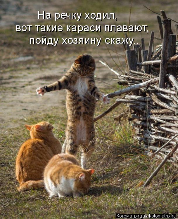 На речку ходил, вот такие караси плавают, пойду хозяину скажу..... Котоматрица: На речку ходил, вот такие караси плавают, пойду хозяину скажу..