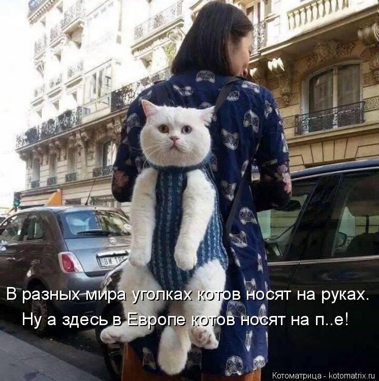 Котоматрица: В разных мира уголках котов носят на руках. Ну а здесь в Европе котов носят на п..е!