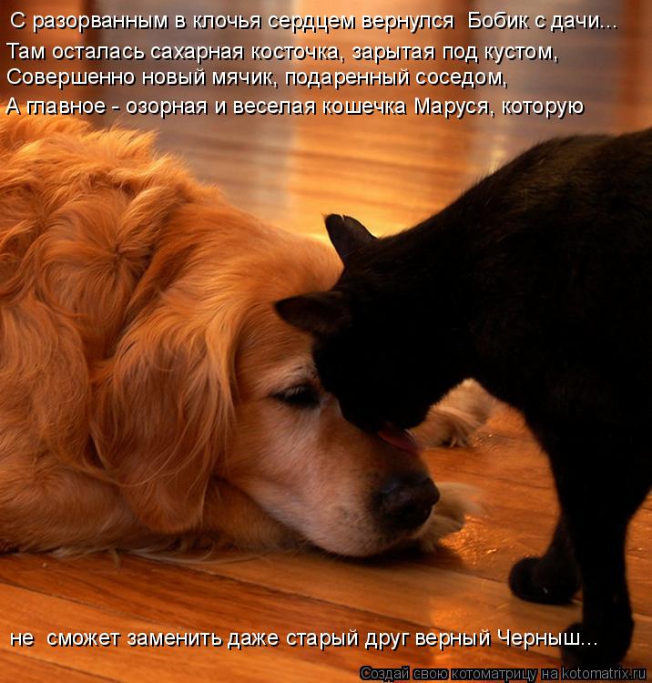 Котоматрица: С разорванным в клочья сердцем вернулся  Бобик с дачи... Там осталась сахарная косточка, зарытая под кустом,  Совершенно новый мячик, подарен