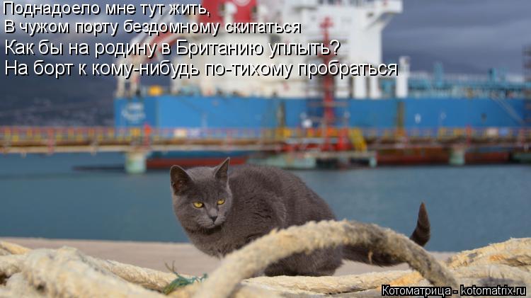 Поднадоело мне тут жить, В чужом порту бездомному скитаться Как бы на родину в Британию уплыть? На бо... Котоматрица: Поднадоело мне тут жить, В чужом порту бездомному скитаться Как бы на родину в Британию уплыть? На борт к кому-нибудь по-тихому пробраться