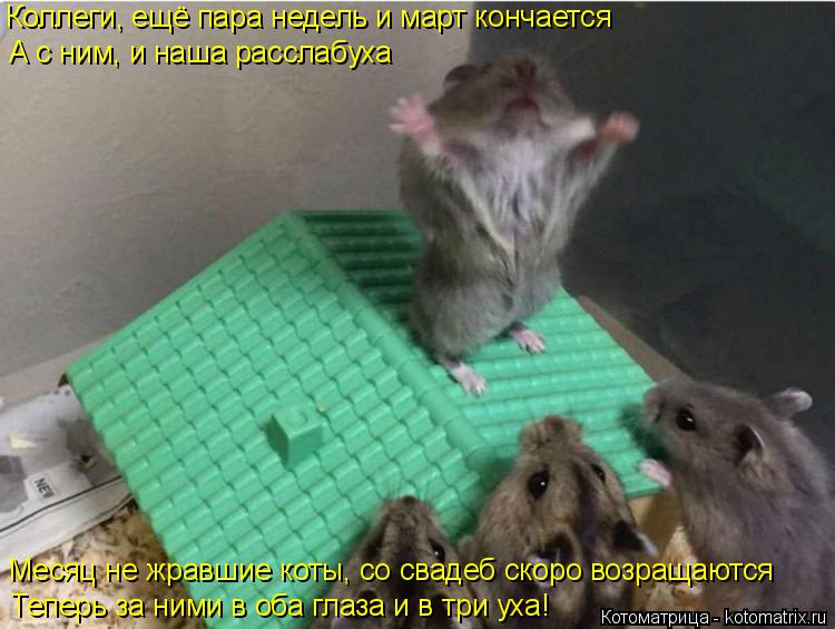Котоматрица: Коллеги, ещё пара недель и март кончается Месяц не жравшие коты, со свадеб скоро возращаются Теперь за ними в оба глаза и в три уха! А с ним, и 