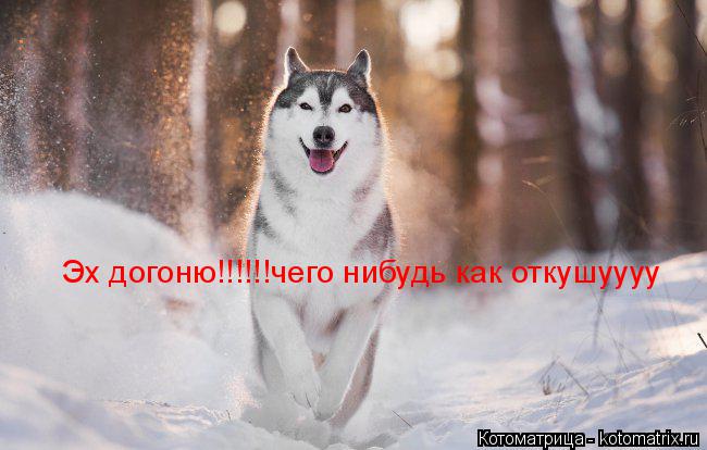 Эх догоню!!!!!!чего нибудь как откушуууу... Котоматрица: Эх догоню!!!!!!чего нибудь как откушуууу