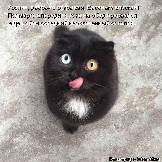 Котоматрица: Хозяин, дверь-то открывай, Васеньку впускай! Полмарта впереди, я тока на обед прервался,  еще район соседний неохваченный остался...