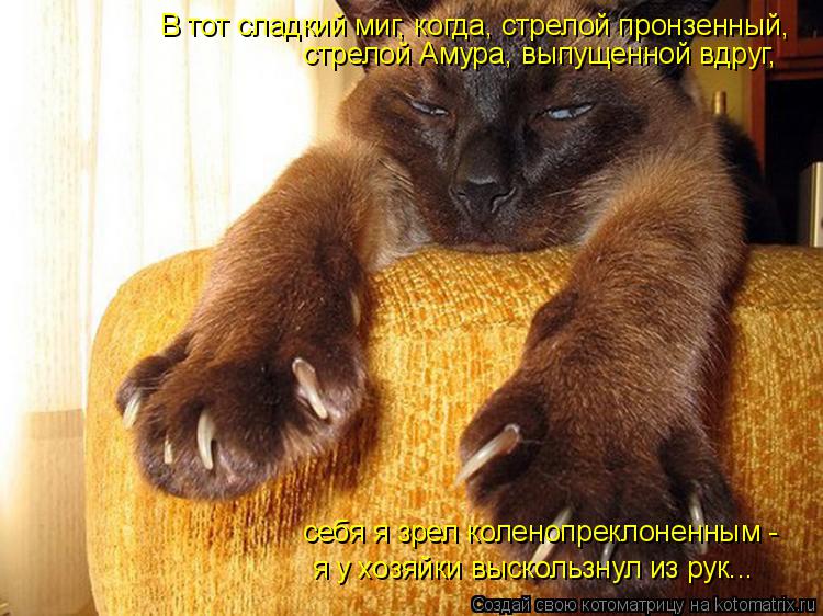 Котоматрица: В тот сладкий миг, когда, стрелой пронзенный, стрелой Амура, выпущенной вдруг,  себя я зрел коленопреклоненным -  я у хозяйки выскользнул из р